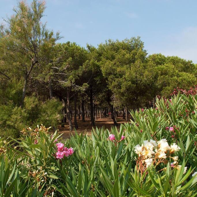 T2 Vue Mer Palm Beach Le Barcarès Kültér fotó